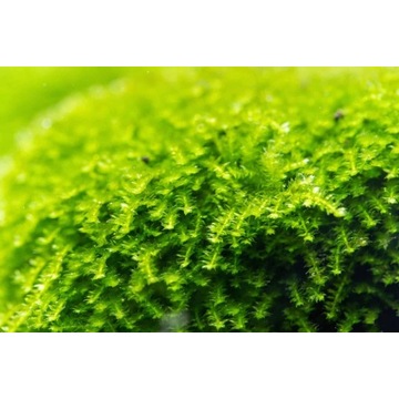 Mech Christmas moss (Vesicularia montagnei)  