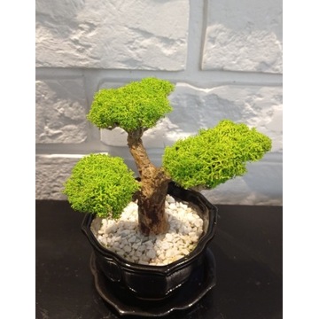 Małe drzewko bonsai z mchu chrobotek prezent mech