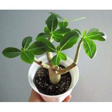 Adenium arabicum - duży minibaobab bonsai +GRATIS