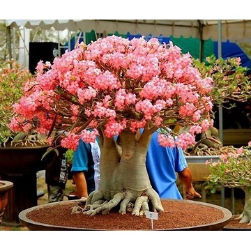 Adenium arabicum - minibaobab sadzonka bonsai 