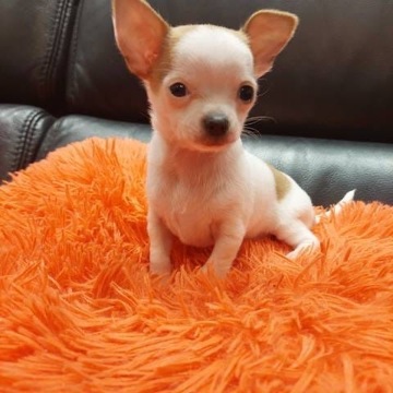 Chihuahua Mini Suczka