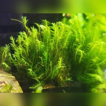 Fissidens nobilis moss