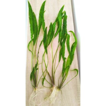 Kryptokoryna karbowana, aponogetifolia - do 80 cm