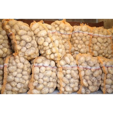 Ziemniaki Irys i Vineta 0,90 zł/kg kopane kopaczką