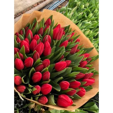 Tulipan cięty czerwony