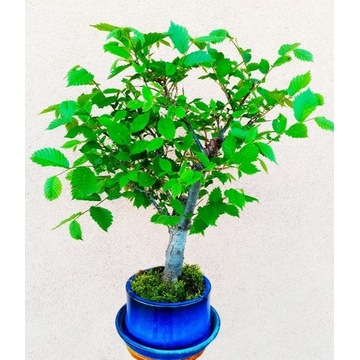 Bonsai drzewko wiąz (Ulmus)