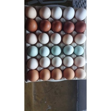 PROMOCJA!! jaja legowe lęgowe, ozdobny MIX,6 ras