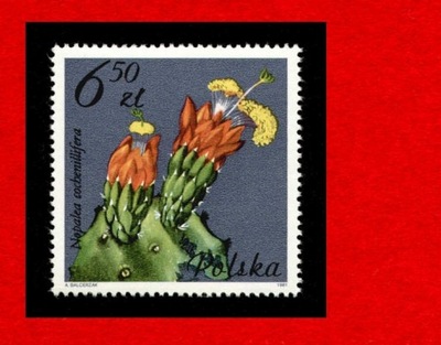 2641 zn cz** 1981 Kaktusy
