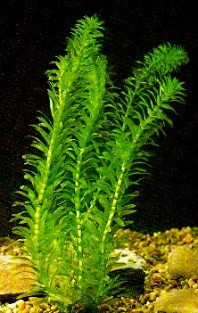 Elodea canadensis - moczarka k. - hodowla podwodna