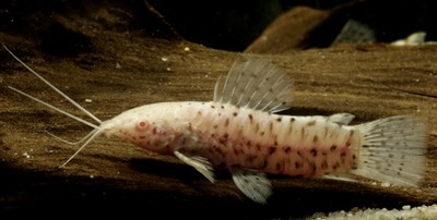 Ryba Kiryśnik ALBINOS Hoplosternum thoracatum