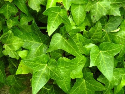 Hedera Helix GYORS KÚSZÓ BOROSTYÁN