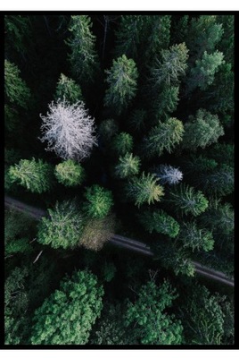 50x70 Plakat - drzewa, zieleń, leśna droga, z góry