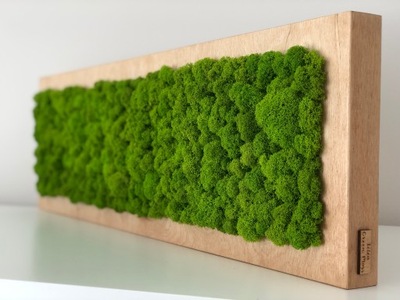 naturalny żywy obraz z mchu mech chrobotek