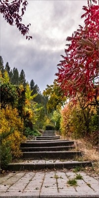 Tło fotograficzne Jesień liście drzewa 150x300 cm