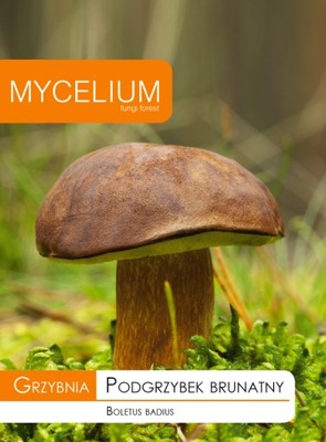 PODGRZYBEK BRUNATNY grzybnia Mycelium
