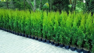 Thuja TUJA SZMARAGD DONICA 80cm ukorzenione