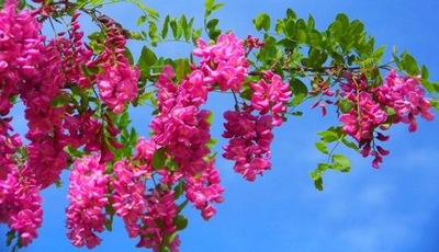 Akacja Robinia Powtarza Kwitnienie OKAZJAPRODUCENT