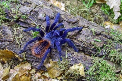 Pterinopelma sazimai samica (SpidersForge)