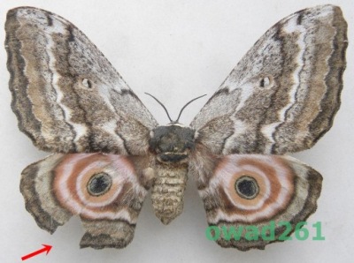 Gynanisa maja samiec Kenia 108mm