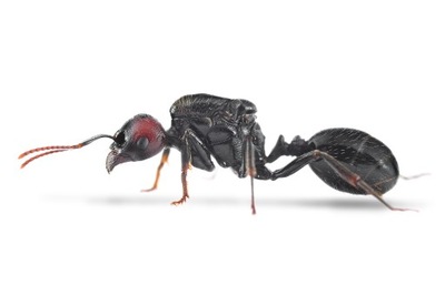 Mrówki żniwiarki Messor barbarus królowa z robotnicami 10-20 do formikarium