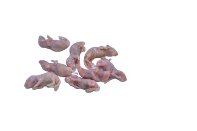 Myszy mrożone oseski noworodki 1/2g 50 sztuk