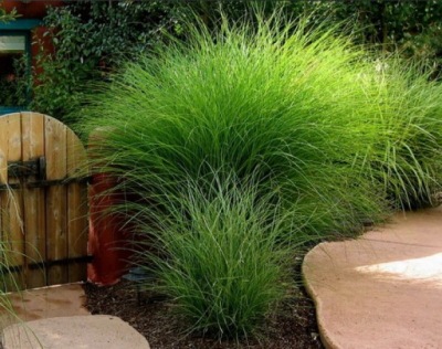 Trawa Miskant HIŃSKI GRACILLIMUS