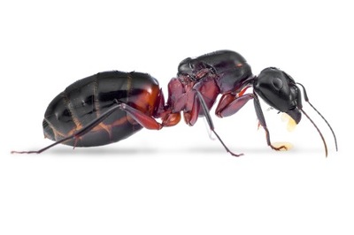 Mrówki Camponotus ligniperda z robotnicami 5-9 do formikarium Kraina Mrówek
