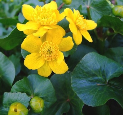 W8 Kaczeniec błotny (Caltha palustris) p9