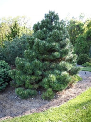 SOSNA CZARNA PINUS NIGRA SADZONKA DONICZKA P9