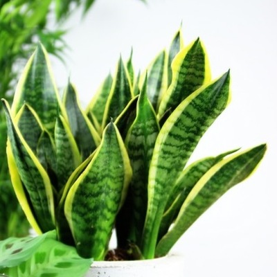 Sansewieria 'Futura Superba' Sansevieria M