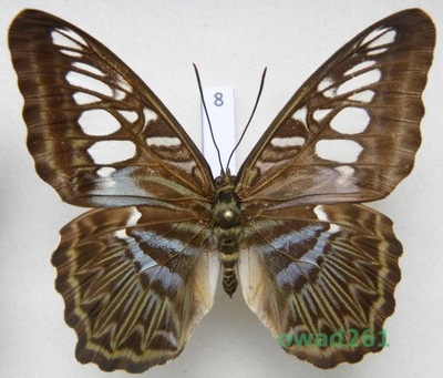 Parthenos sylvia Filipiny 72mm8