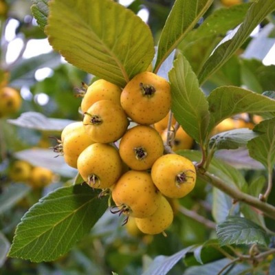 Głóg jadalny cętkowany AUREA żółte owoce SADZONKA