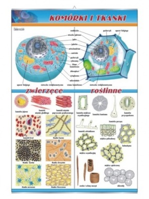 Komórki i tkanki: zwierzęce i roślinne plansza