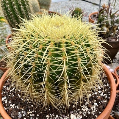 Echinocactus grusonii FOTEL TEŚCIOWEJ kaktus-kula