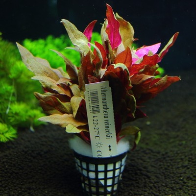 Alternenthera Reineckii rośliny do akwarium