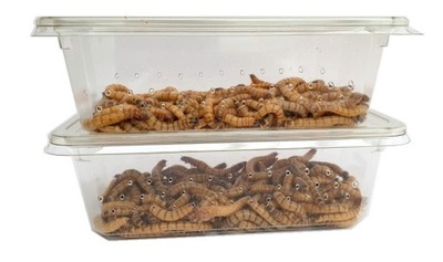 DREWNOJAD - PACZKA 100ml