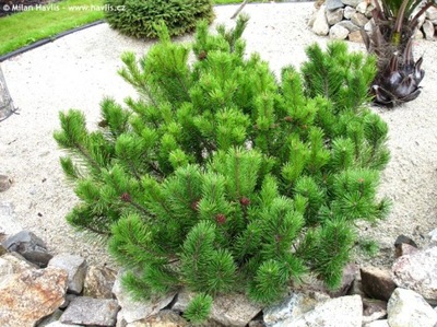 Kosodrzewina 'Pumilio’ (Pinus mugo) p9 100szt HURT