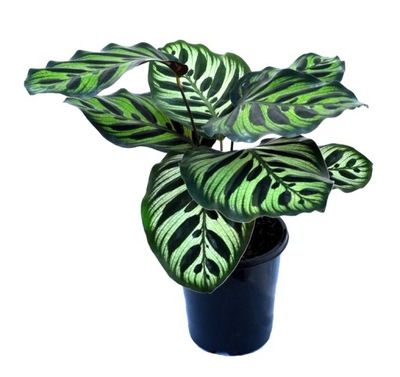 KALATEA MAKOYA CALATHEA MAKOYANA LAS W SŁOIKU