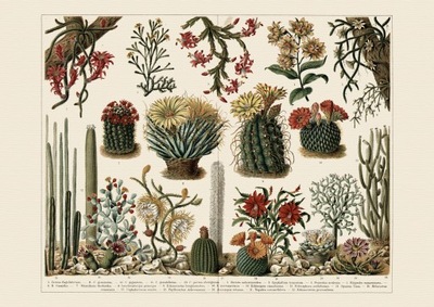 Botanika Kaktusy litografia 1905 rok