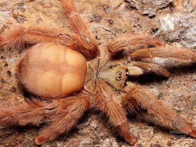 Pseudoclamoris gigas (SpidersForge)