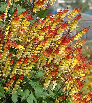 MINA (MINA LOBATA) PŁONĄCE KWIATY 17 NASION