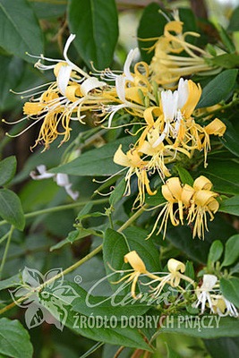 Lonicera similis var. delavayi