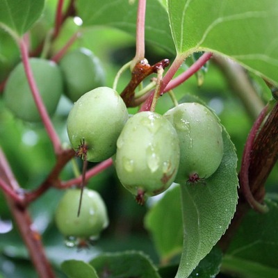 Kiwi ISSAI odmiana SAMOPYLNA PYSZNE OWOCE