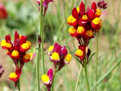 LNICA PINIFOLIA - LINARIA PINIFOLIA