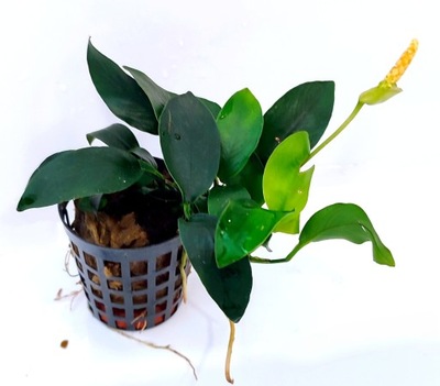 Anubias nana Rośliny Akwarium Krewetkarium