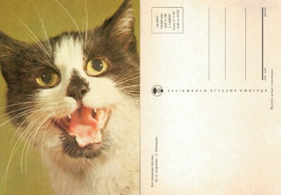 Pocztówka kot nierasowy łaciaty Czapliński