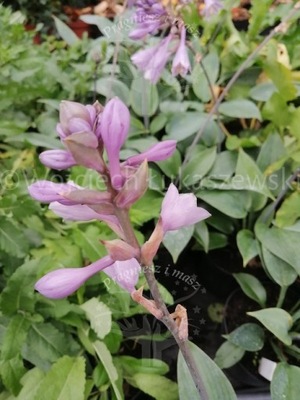 Funkia Halcyon - Hosta