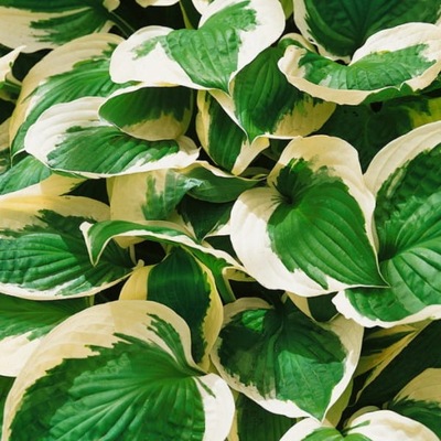 Funkia - HOSTA PATRIOT DWUKOLOROWA