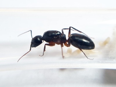Camponotus kefir Królowa do Hodowli w Formikarium