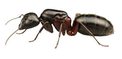 Mrówki Camponotus herculeanus Q + 1-4 robotnice